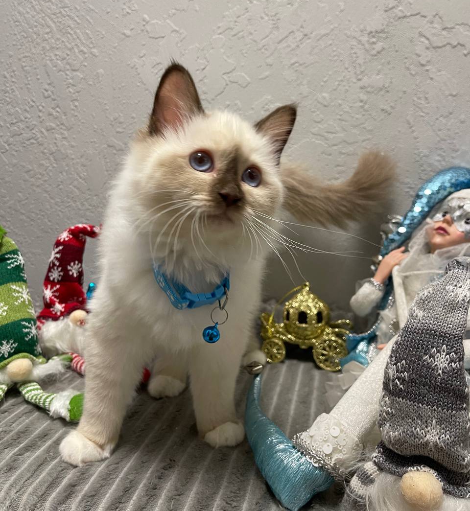 Миледи Рар Мирар