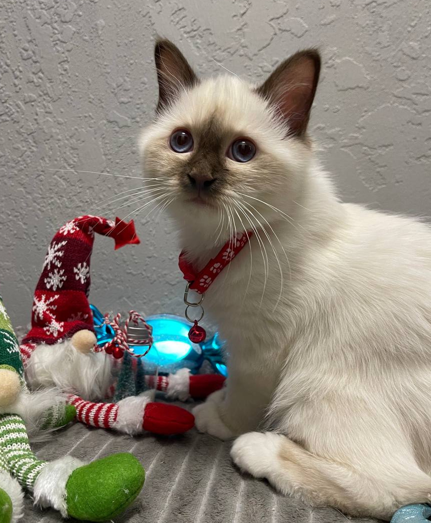 Моцарт Рар Мирар